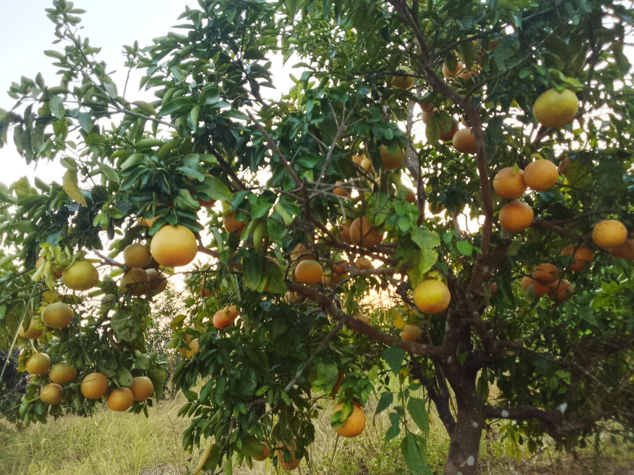 Oranges