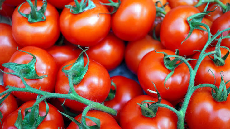 recoltes  tomates